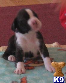 Boxer Puppies for Sale